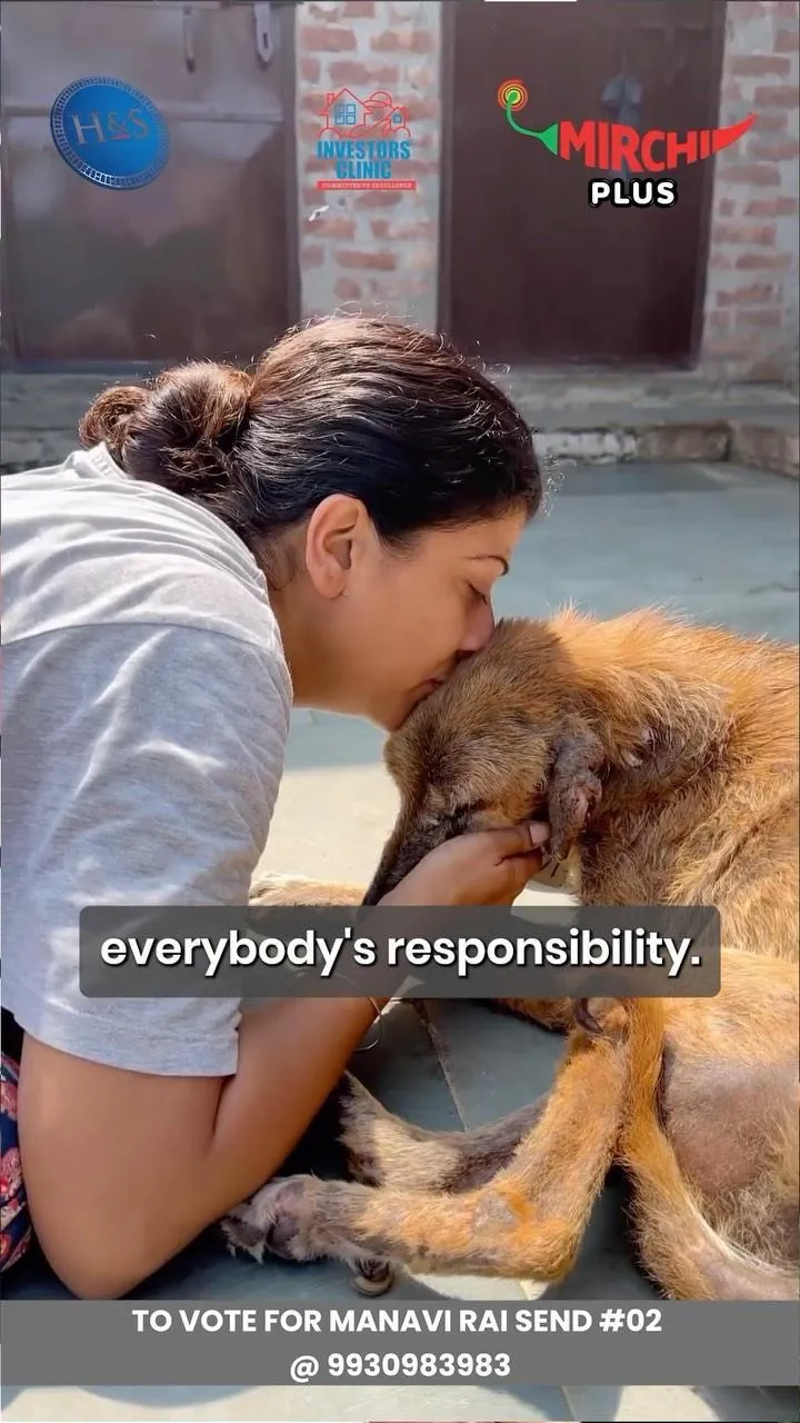 Flat 983 finalist Manavi Rai caring for an injured dog with a voting prompt